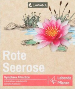 LAWANA Nymphaea Natura, leknín (1ks)