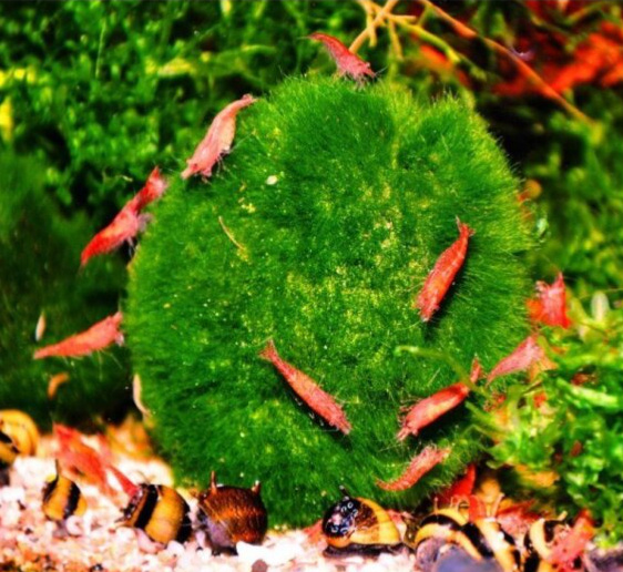 Cladophora aegagropila - Řasokoule