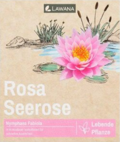 LAWANA Nymphaea Natura, leknín (1ks)