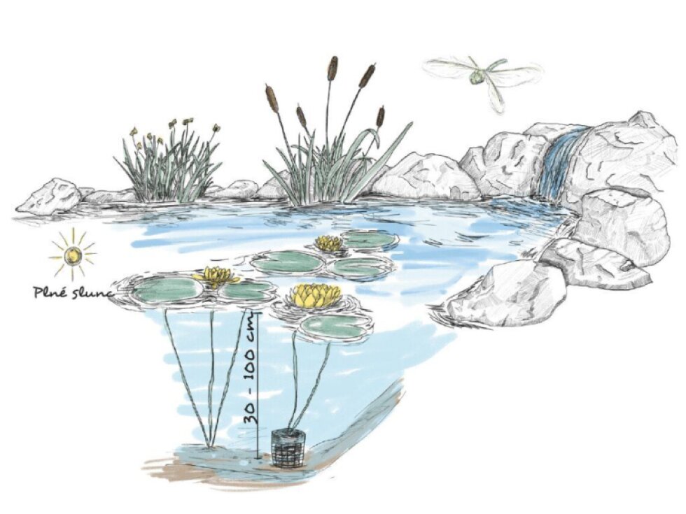 LAWANA Nymphaea Natura, leknín (1ks)