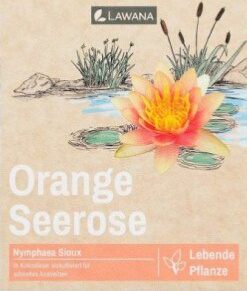LAWANA Nymphaea Natura, leknín (1ks)