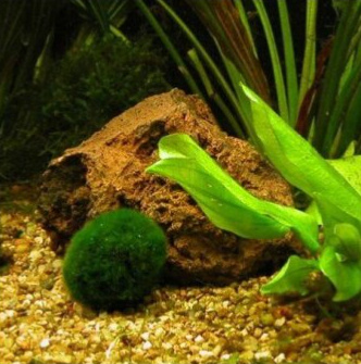 Cladophora aegagropila - Řasokoule