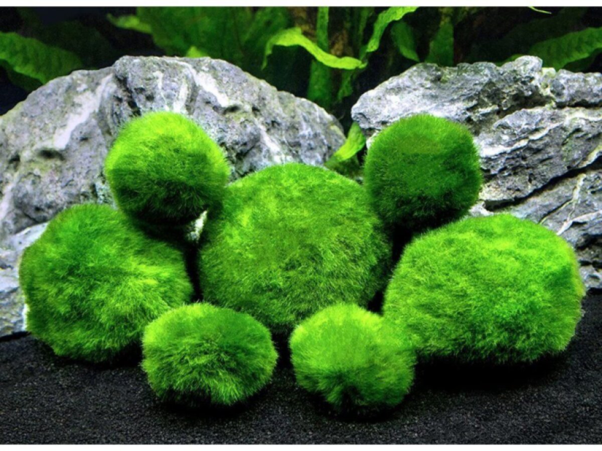 Cladophora aegagropila - Řasokoule