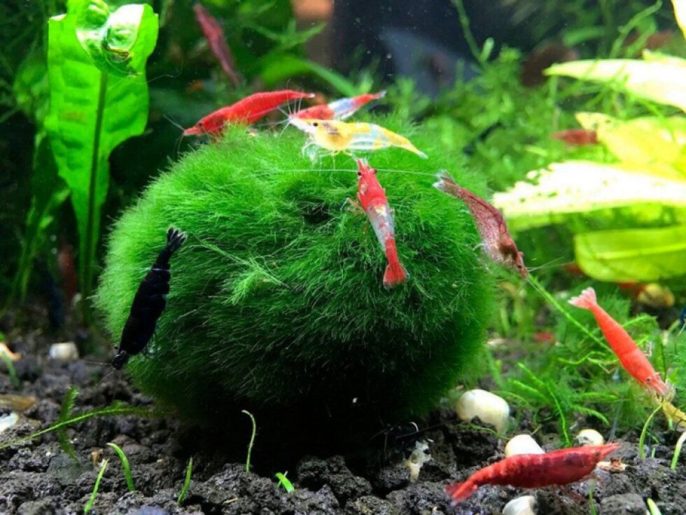 Cladophora aegagropila - Řasokoule