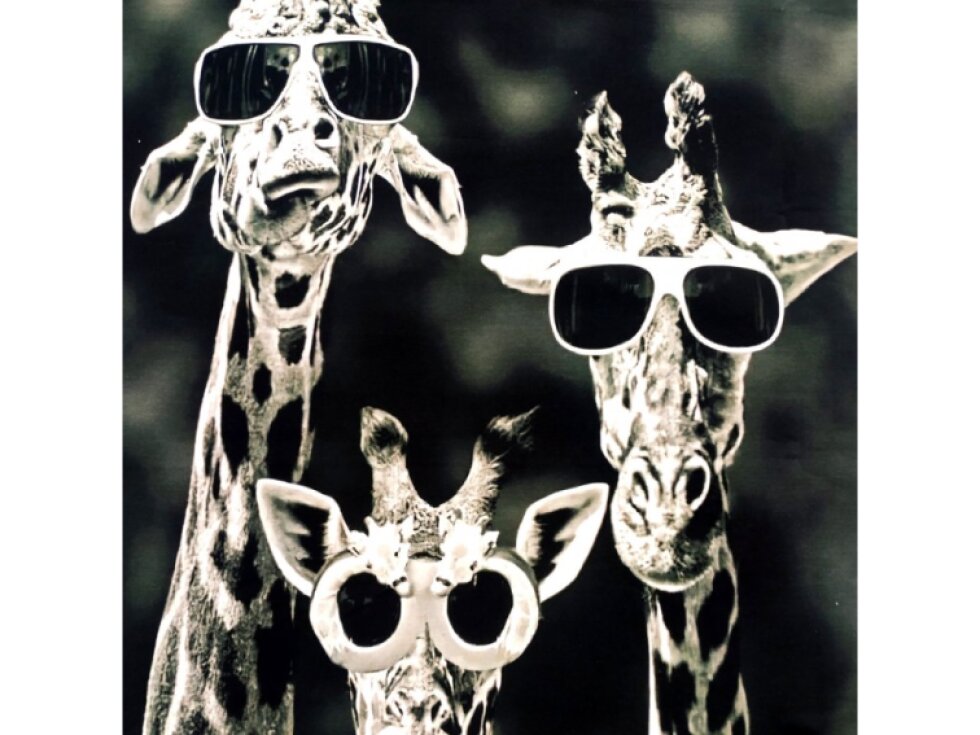 Teplákovina panel - Žirafa 58x75cm