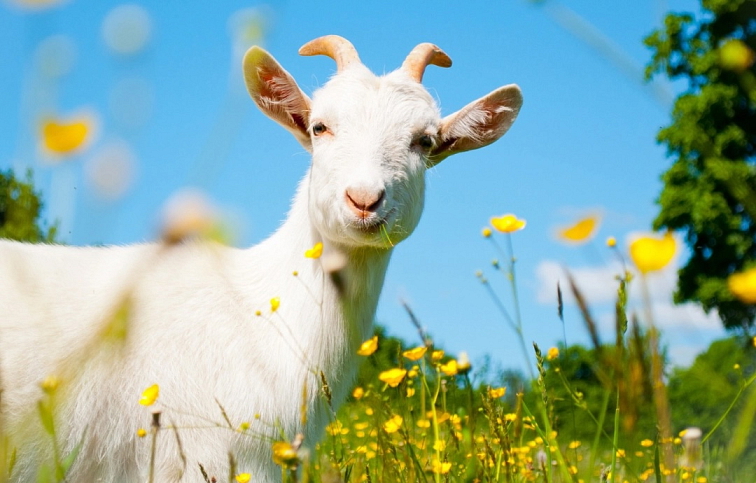 EDENPharma Kozie kolostrum junior