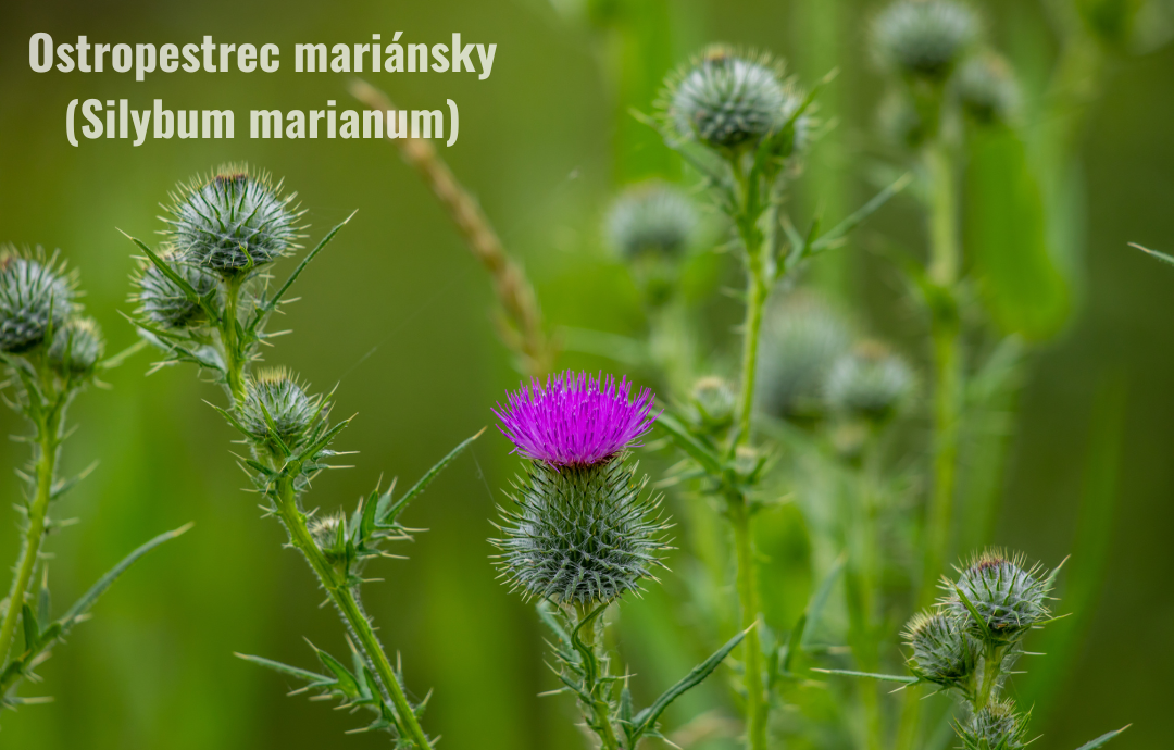 EDENPharma Hepal 30+10 cps