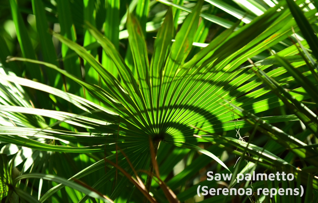 EDENPharma Prostaden 60 cps