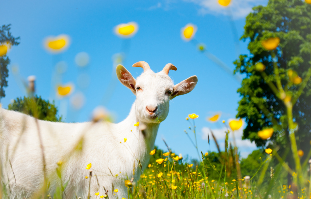 EDENPharma Kozie Kolostrum