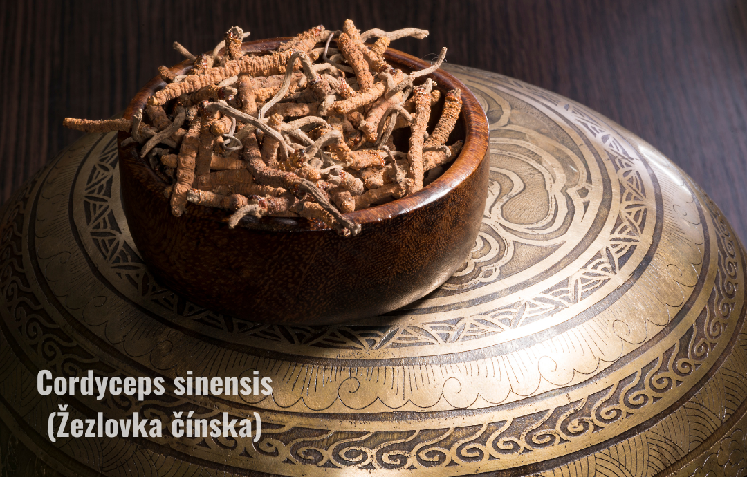 EDENPharma Cordyceps sinensis 6000 60 cps