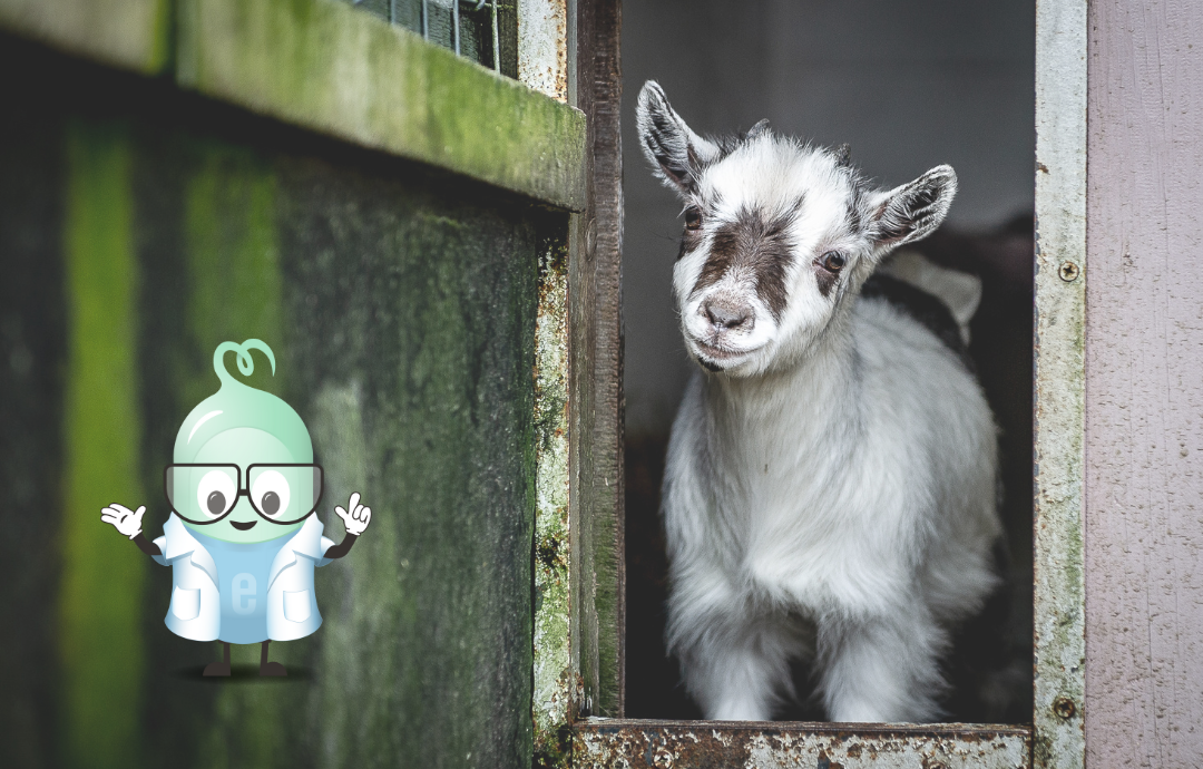 EDENPharma Kozie Kolostrum