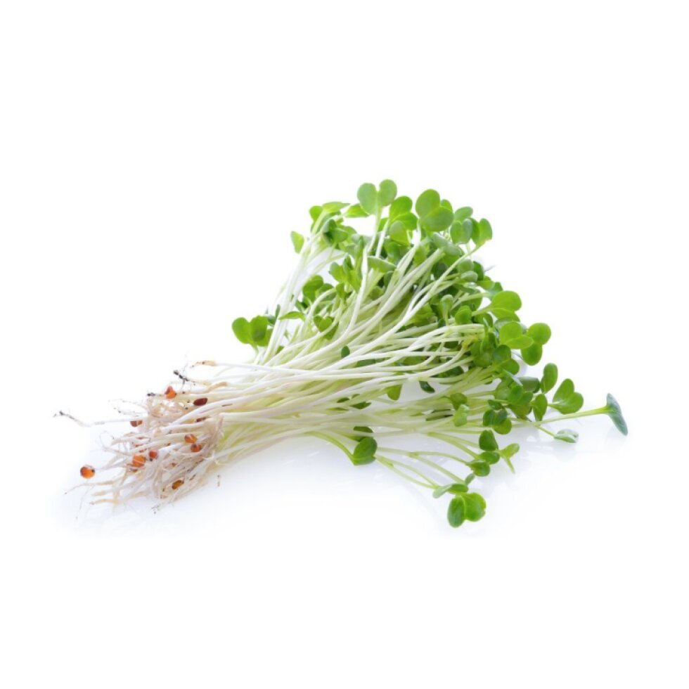 Alfalfa semínka BIO na klíčení - 120 g