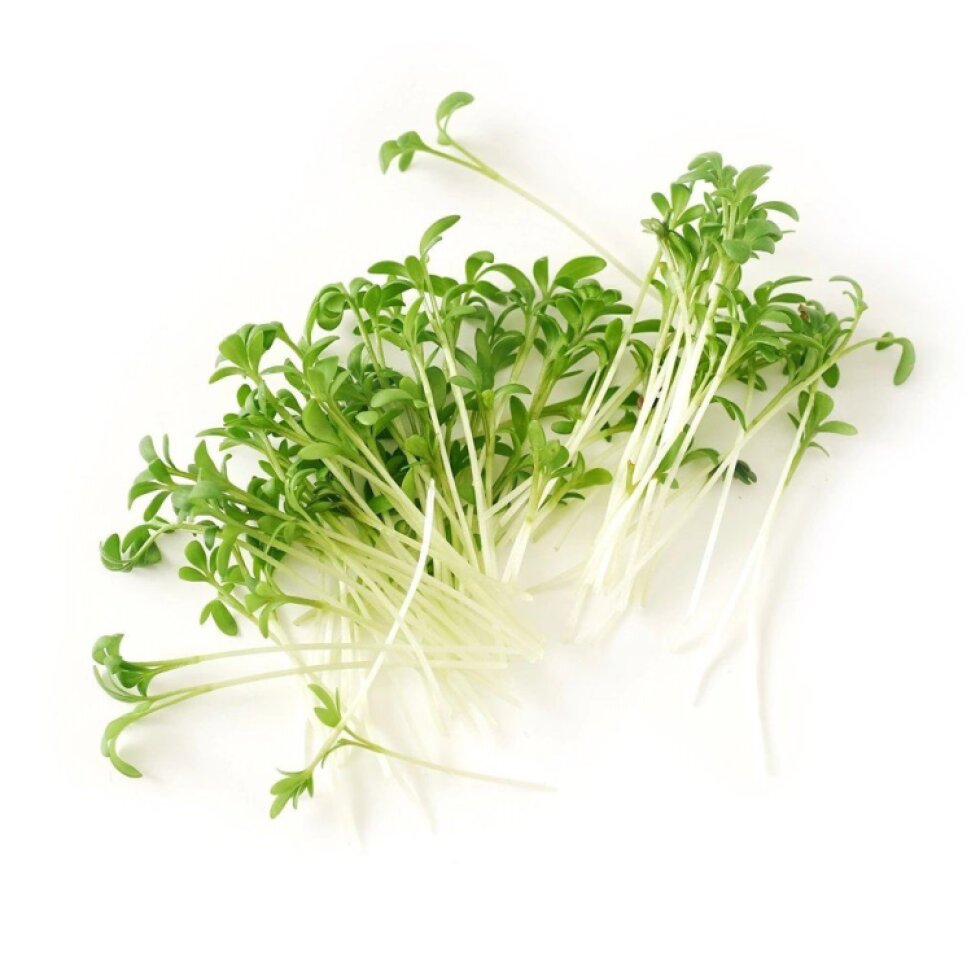 Řeřicha BIO semínka na klíčení - 20 g