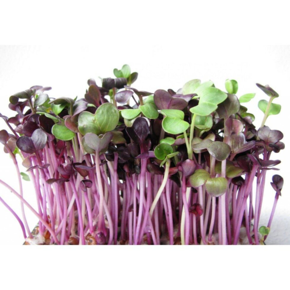 Ředkvička Red Purple semínka na klíčení