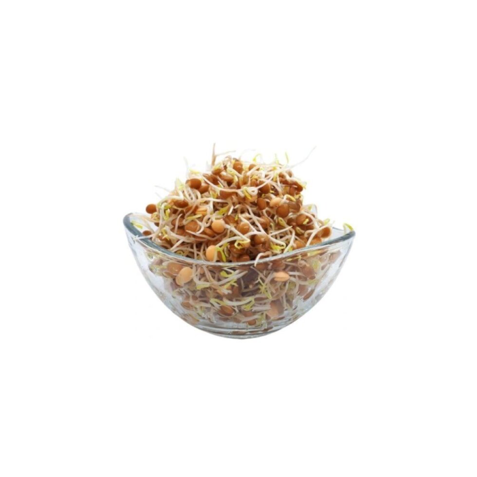 Čočka BIO semínka na klíčení - 30 g