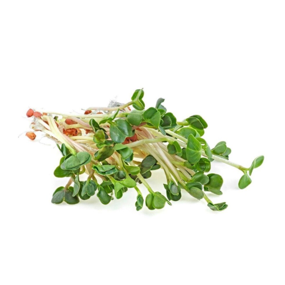 Rukola BIO semínka na klíčení - 10 g