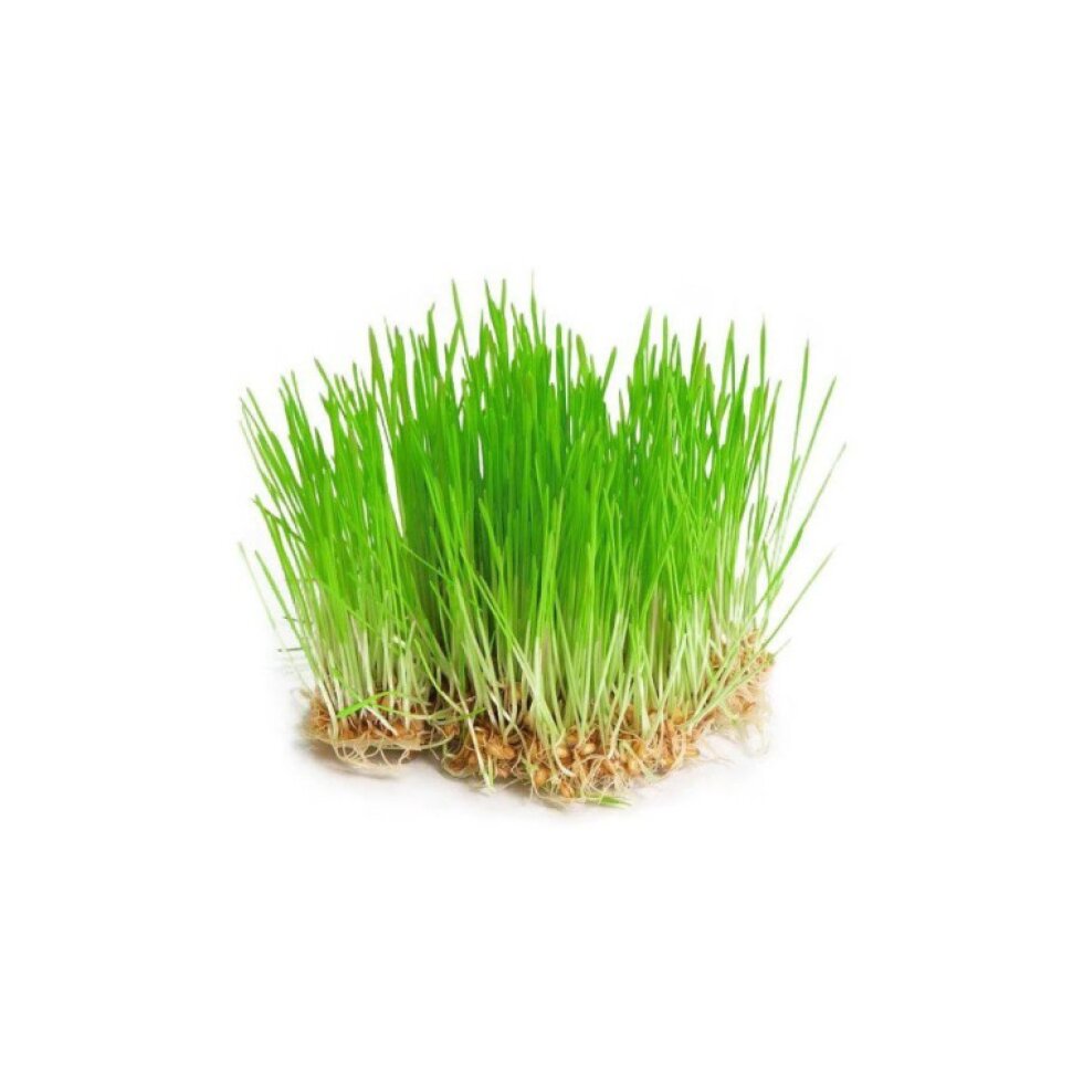 Mladý ječmen semínka na klíčení - 30 g
