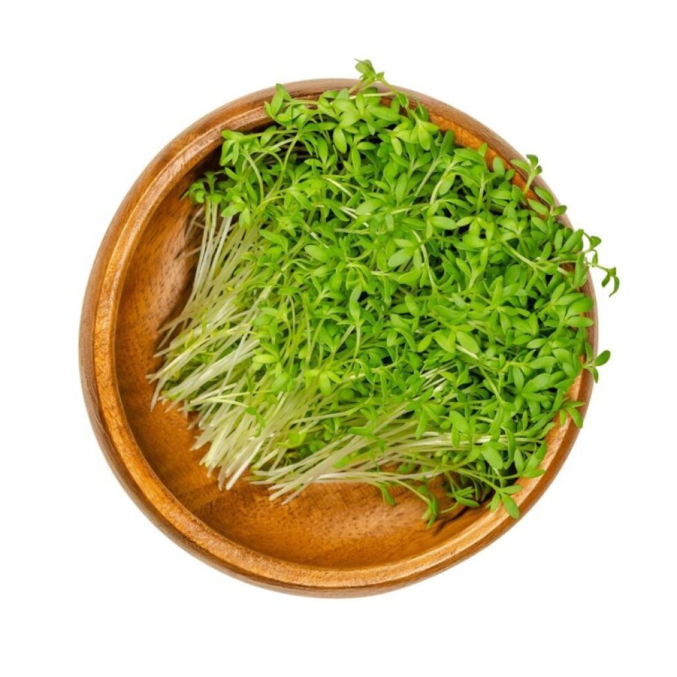 Řeřicha BIO semínka na klíčení - 120 g
