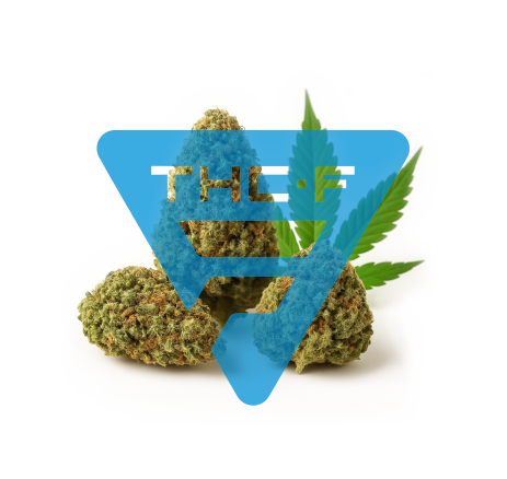 THC-F květ konopí | OG Kush