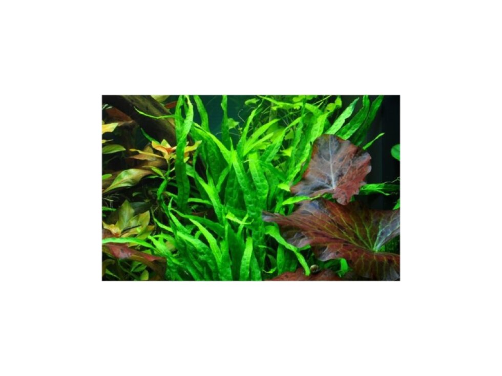 Microsorum pteropus 'Narrow' v blistru