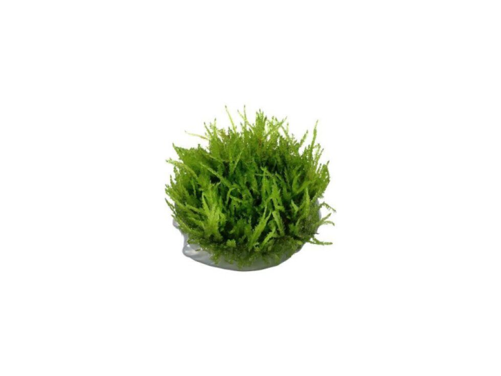 Tropica Vesicularia ferriei "Weeping" 1-2 Grow!