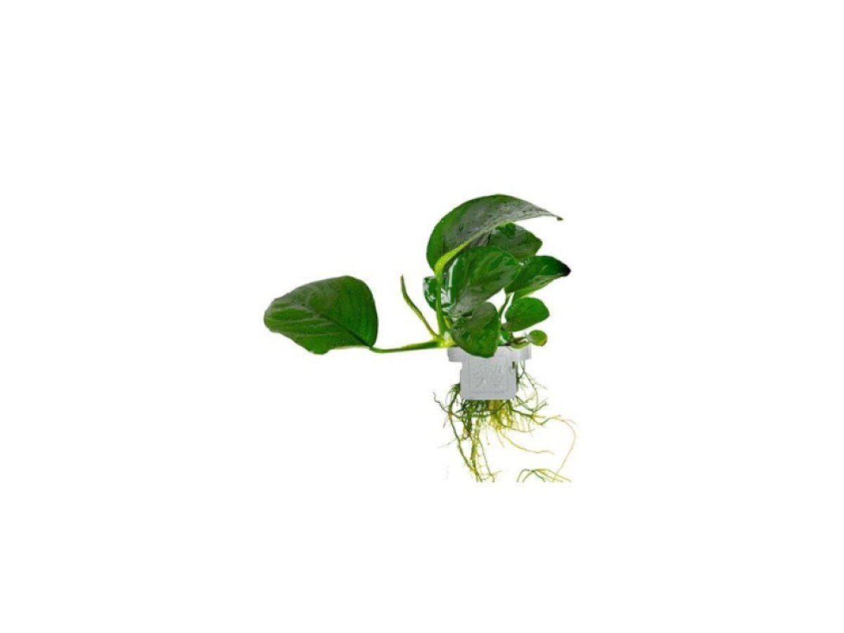 Anubias barteri caladiifolia