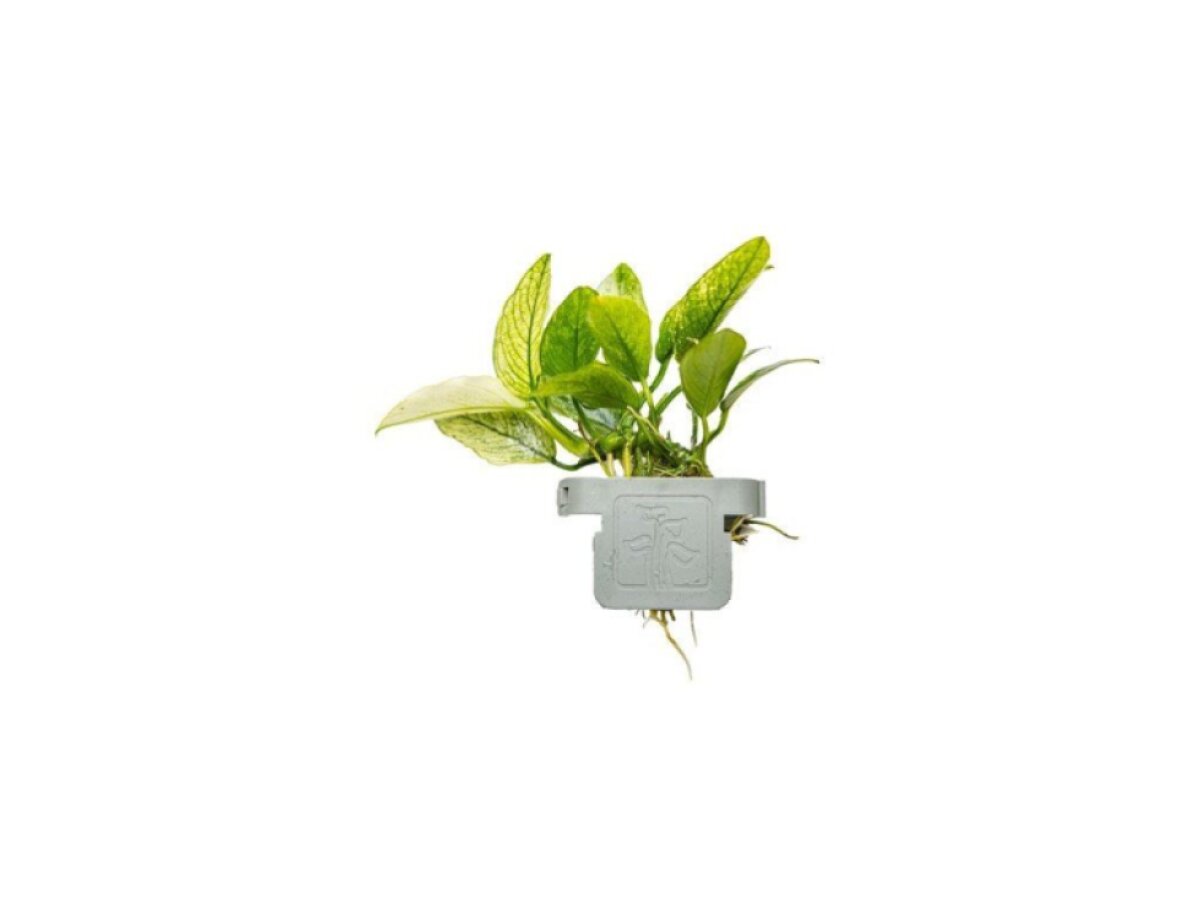Anubias barteri var. nana ’Pinto’