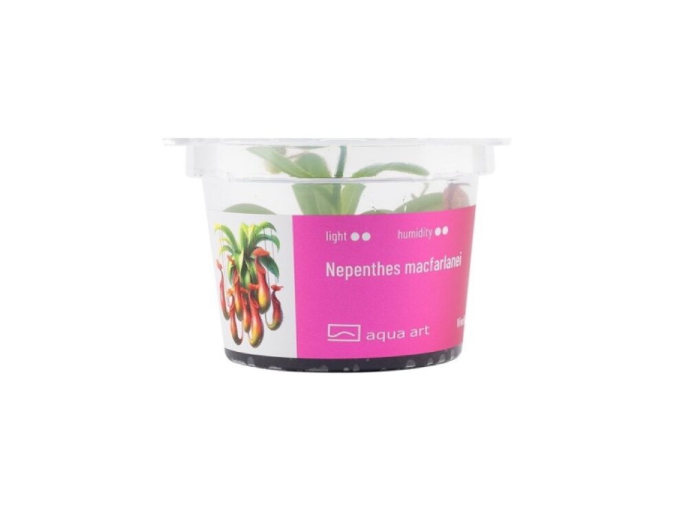 Aqua Art Nepenthes macfarlanei