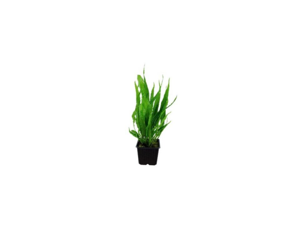 Microsorum pteropus XL