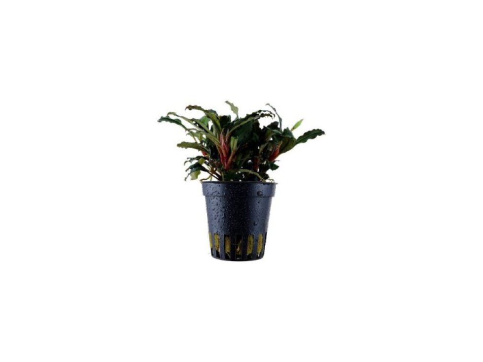 Tropica Bucephalandra sp. 'Red'