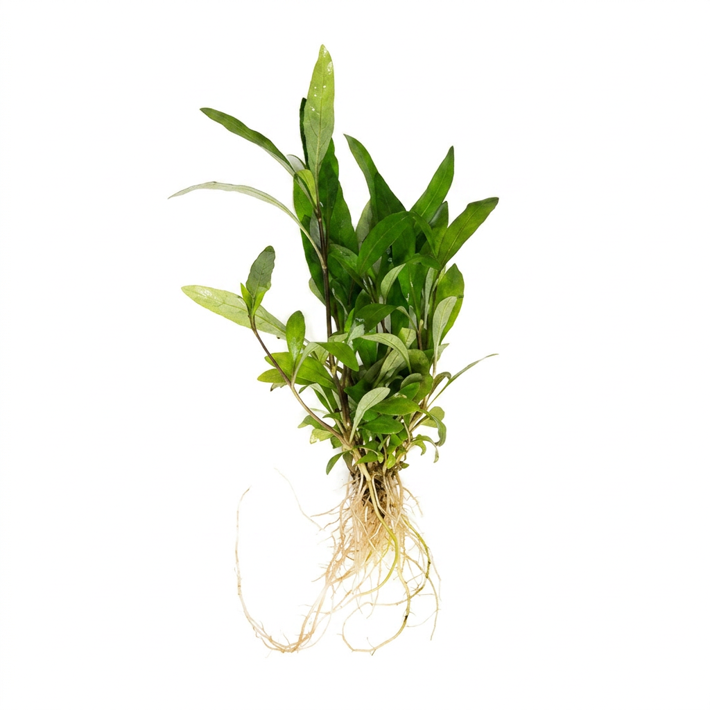 Hygrophila corymbosa 'Siamensis 53B'