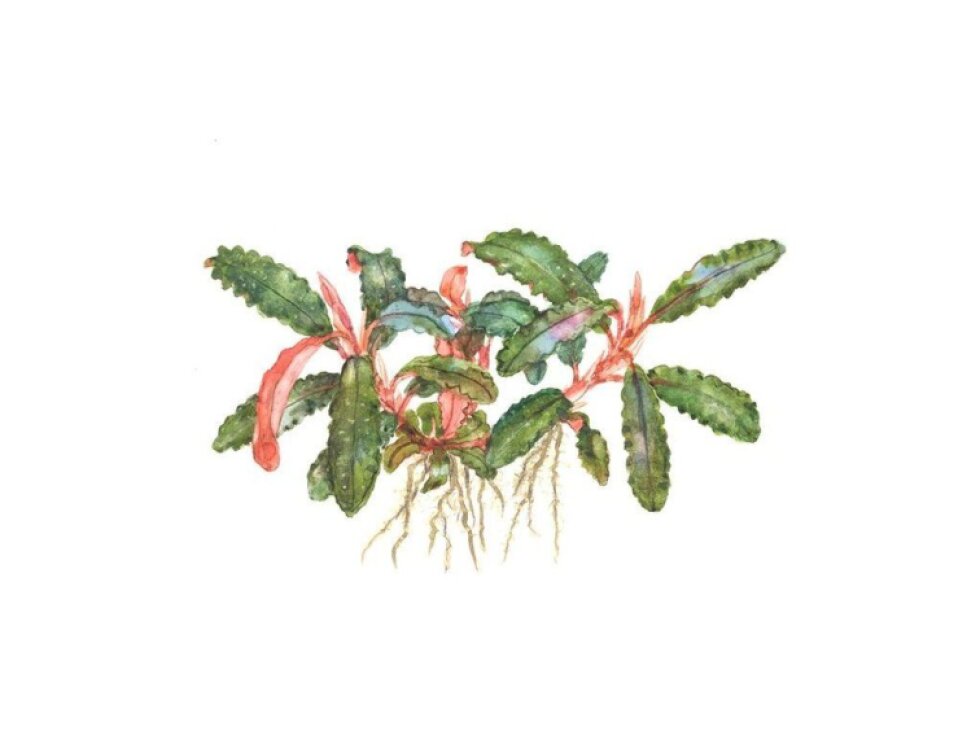 Tropica Bucephalandra sp. 'Red'