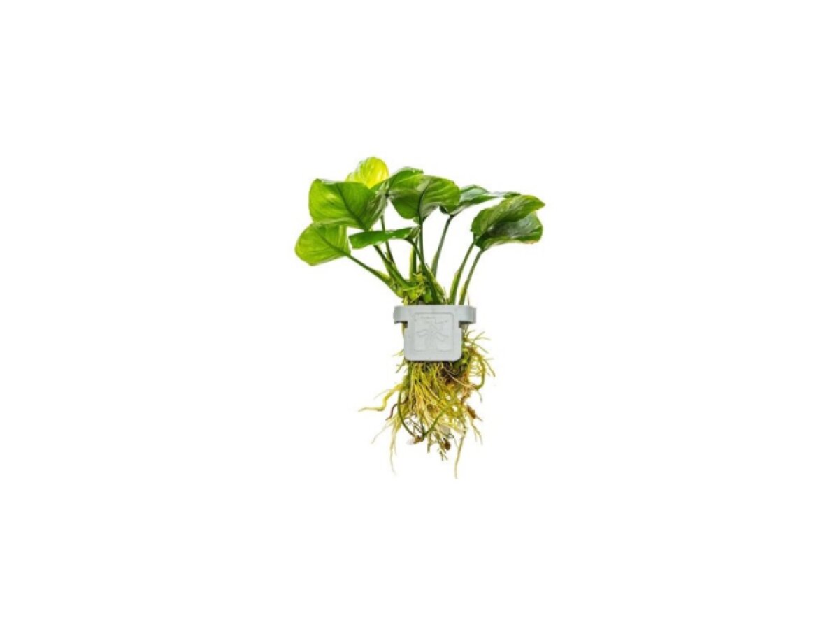 Anubias barteri ’Coin Leaf’