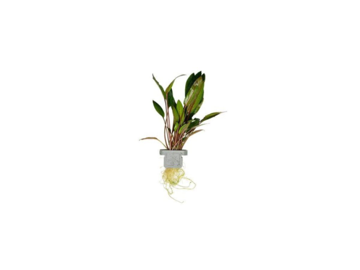 Cryptocoryne beckettii 'Petchii'