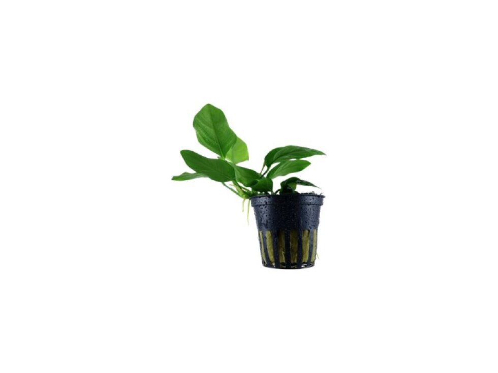 Tropica Anubias barteri var. nana