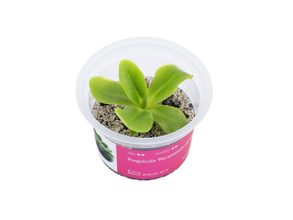 Aqua art Pinguicula 'Moranensis carow'