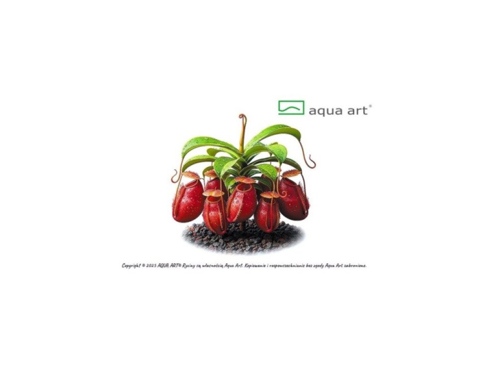 Aqua Art Nepenthes Ampullaria 'Red'