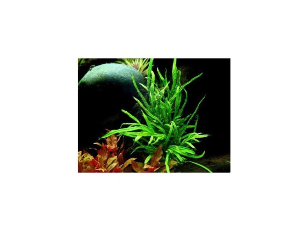Tropica Microsorum pteropus 'Trident'