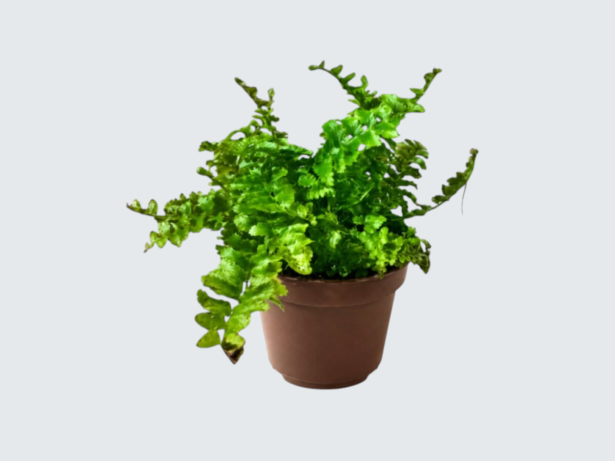 Blechnum gibbum