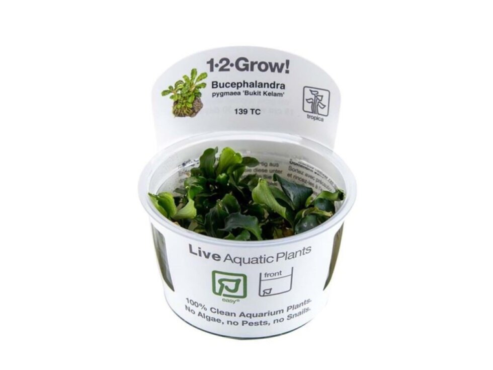 Tropica Bucephalandra pygmaea 'Bukit Kalem' 1-2 Grow!