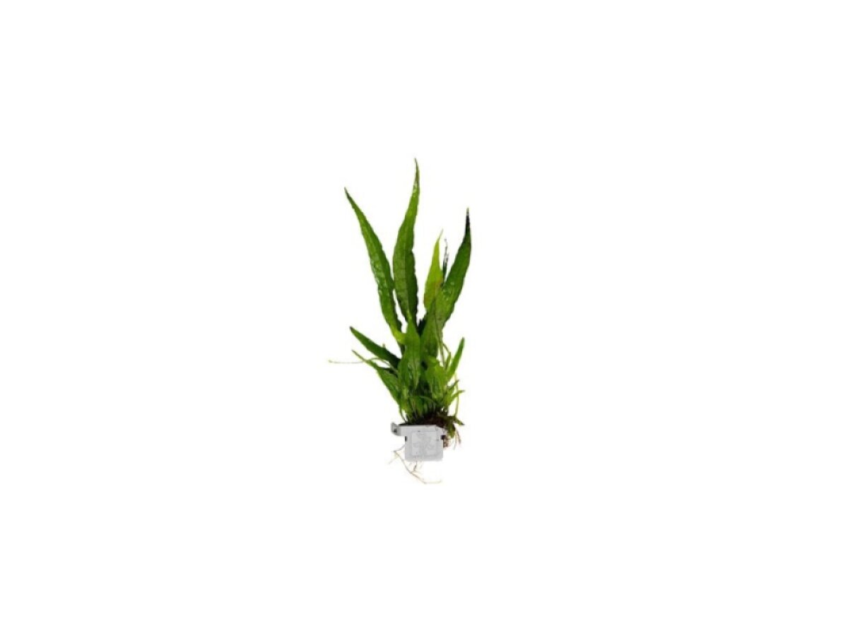 Microsorum pteropus