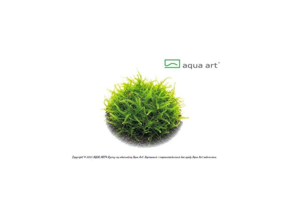 Aqua Art Vesicularia sp.