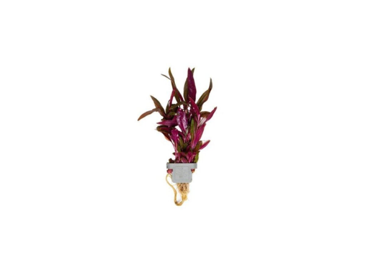 Alternanthera reineckii 'Pink'