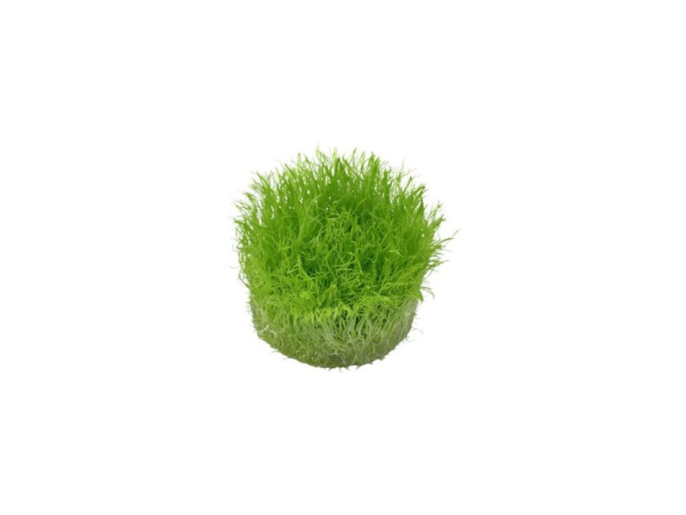 Tropica Utricularia graminifolia 1-2 Grow!