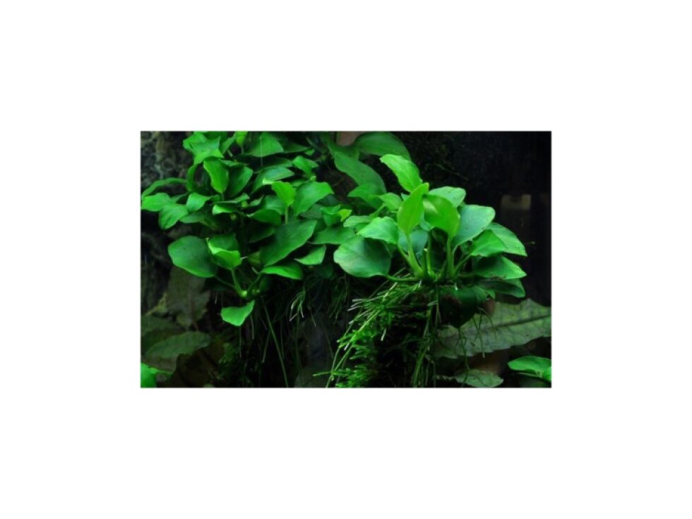 Tropica Anubias 'Petite'