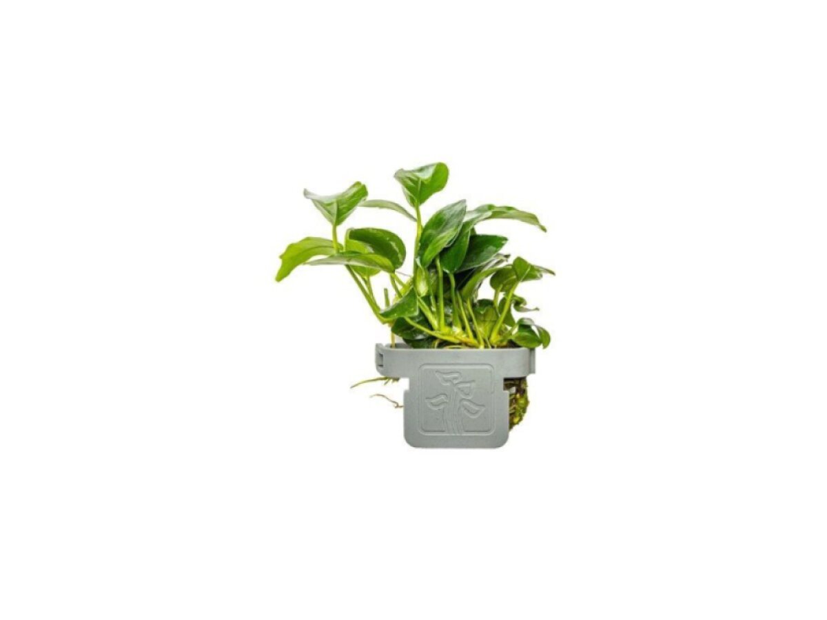 Anubias barteri 'Petite'