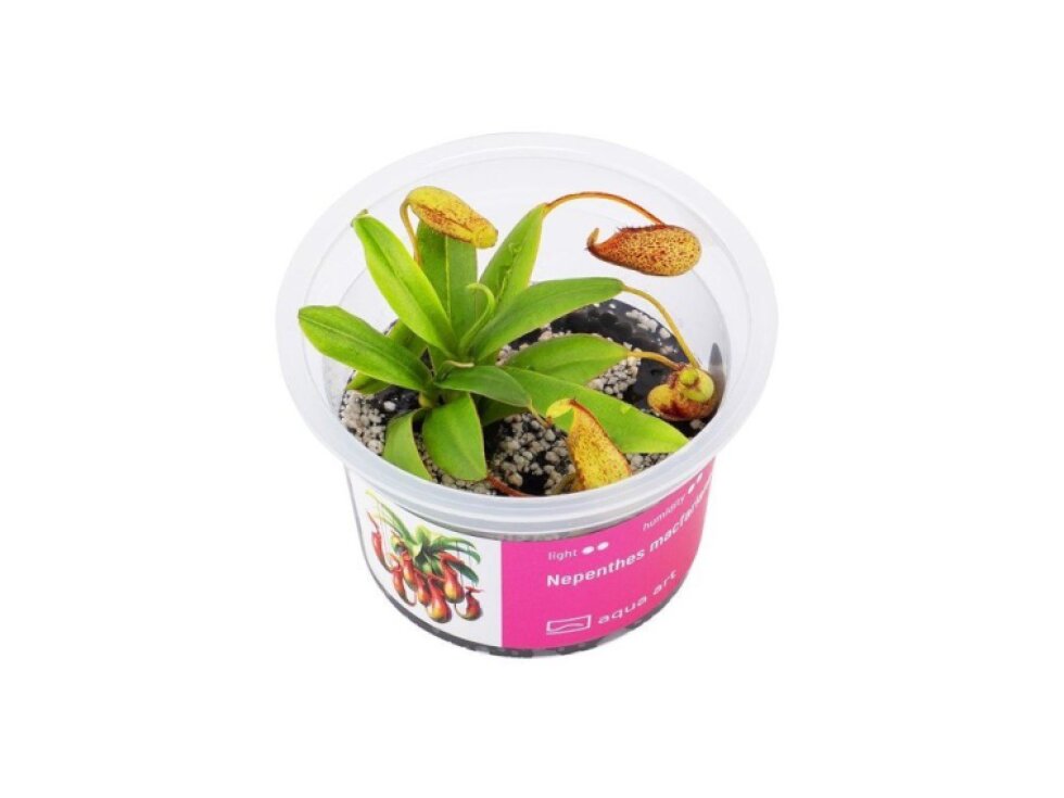 Aqua Art Nepenthes macfarlanei