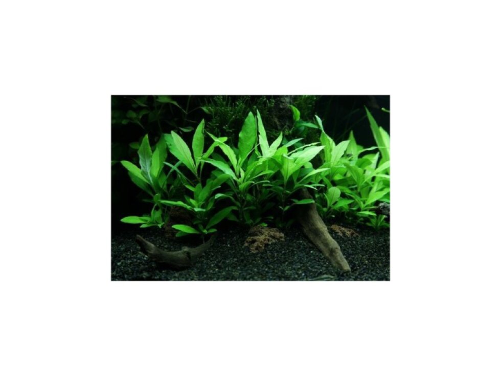 Hygrophila 'Siamensis 53B' v blistru