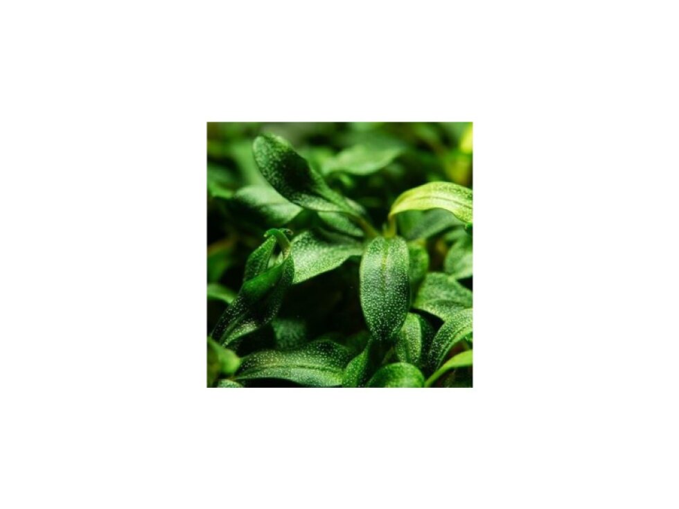 Tropica Bucephalandra sp. 'Needle Leaf' 1-2-Grow!
