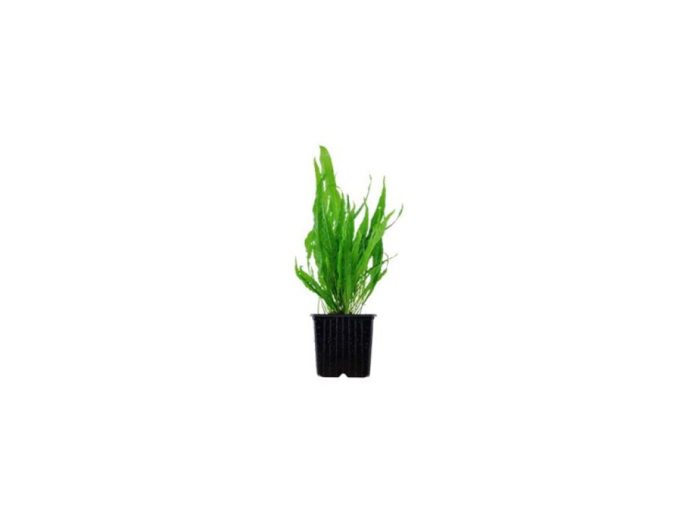 Microsorum pteropus XL